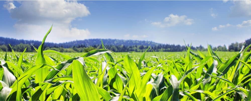 Bringing data science to the frontline at Ballance Agri-Nutrients